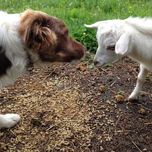 Mtn Views & Animals on Family Farm