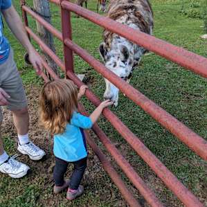Kiddo petting the friendly animals.