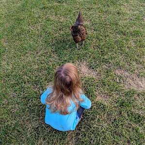 Cassidy said that if you "called" the chickens by clucking, they'd come to you. It worked!