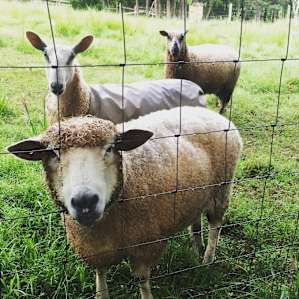 Sheep and their Chickens Farm