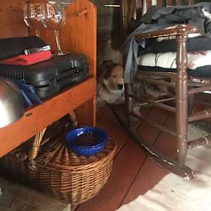 All the kitchen gear and Blue behind the chair