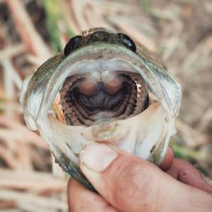 Good fishing!