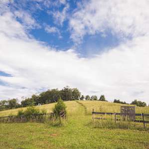 Beautiful cut trails to wander and explore through the property.