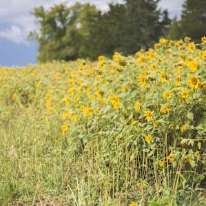 During our visit the sunflowers were wrapping up their season.
