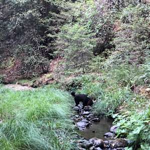 Luca enjoying the creek