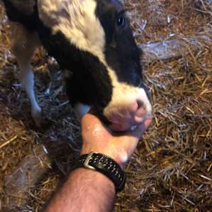 Loretta introduced us to a few of their calves.