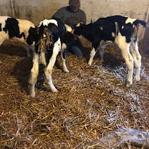 Feeding time for some babies!