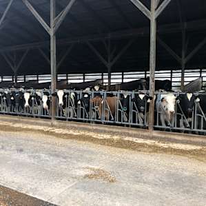 These faces greeted us as made our way up to their barns to say thank you and goodbye on our way out