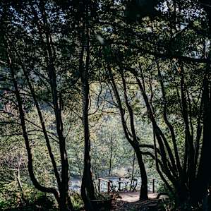 The deck and fire spot are deep set in the trees along the river.