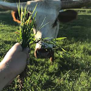 Springhorn Ranch