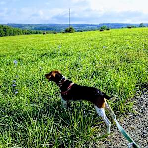 Super dog friendly and no worries about hosts dogs or other animals.