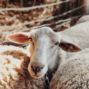 Sheep!