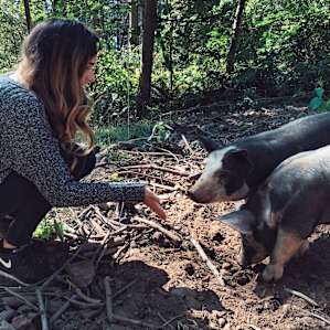 Pigs!