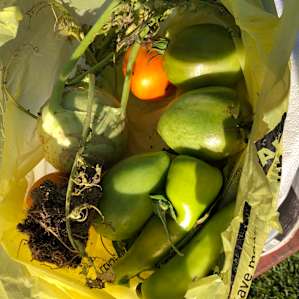 Grins & Pickin's CampFarm - tents