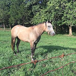 Steven's horse Shiloh was a total sweetheart.