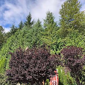 Nestled in all that green is the treehouse