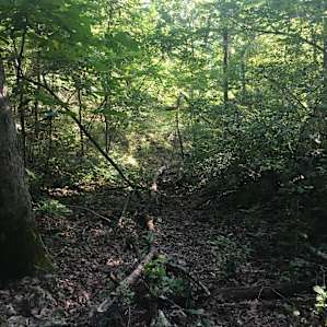 Pathway to the river