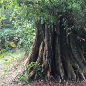 Nearby stump