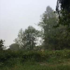 Trees in morning fog