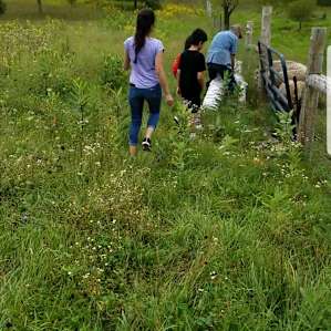 feeding the sheep