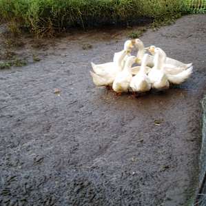 feeding the ducks