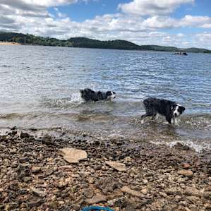Ashlie's sweet natured dogs at the nearby lake.
