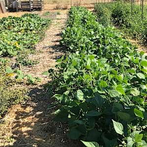 Oak Haven/ Branch Mill Organic Farm