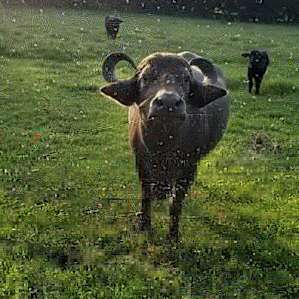 The amazing water buffalo family