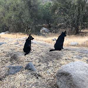 The campground dogs Tule and Scout kept a watchful eye over the campers.