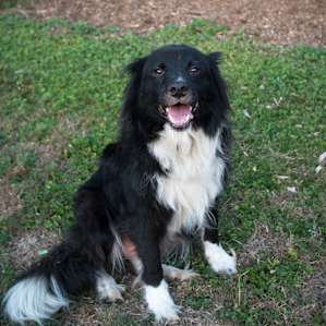 Owner's dog