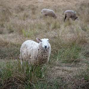 Farm life