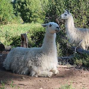 Lori’s llamas. Sweetie without the spots will eat from your hand.