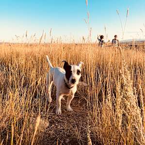 Our dog dexter had a ball