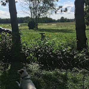 Le Château de Chien Saves Dogs