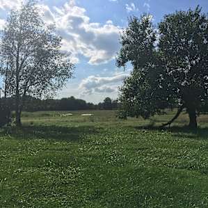 Le Château de Chien Saves Dogs