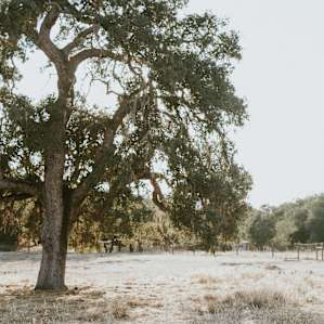 Pioneer Home Farms