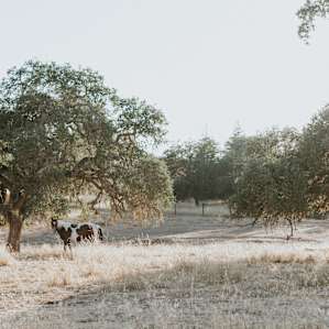 horse animal