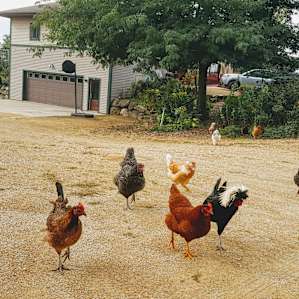 Chickens and ducks coming over to say good morning from our spot in the driveway.