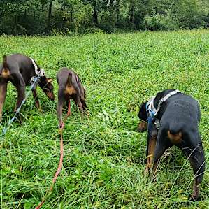 The furbabies exploring.