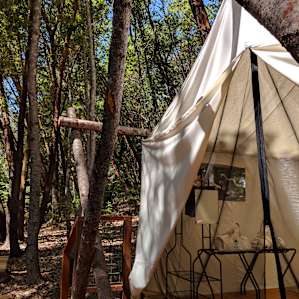 Shelterwood- Acacia Tent