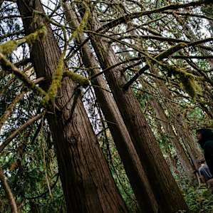 Still gawking at trees...