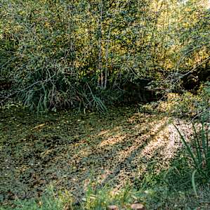 The pond (I had a short Monet moment) that our sleeping area overlooked.