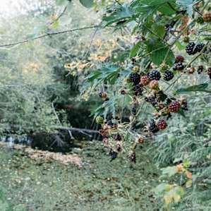 Blackberries, absolutely everywhere!