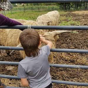 petting the Highland cattle