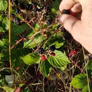 Fresh blackberries for breakfast.
