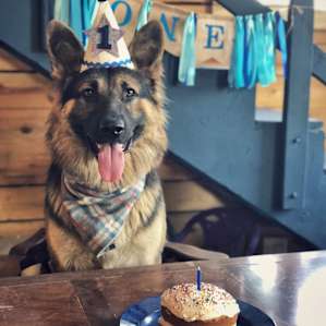 Celebrated @hawkhitstheroad 1st birthday. Here he is with a pupcake breakfast inside the cabin.