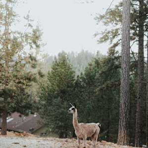 animal llama