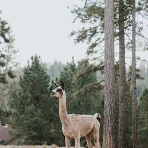 animal llama