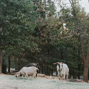 forest animal goat