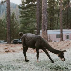 forest animal llama